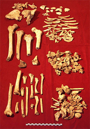 Skeleton 1, a female, aged between 21-35 years 