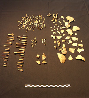Skeleton 6, disarticulated remains